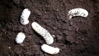 Mecynorrhina polyphemus confluens - Controlling the larvae