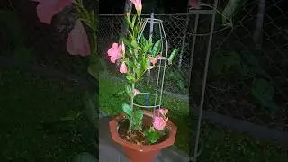 Mandevilla plant in pot # beautiful flowers # creeper plant # garden ideas.