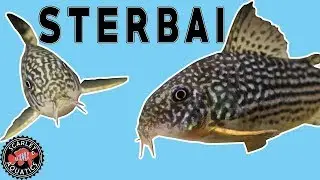 Sterbai Corydoras - Moved To 55 Gallon Aquarium
