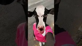 suara sapi MoOooo