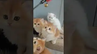 Jolly Cats #cats #jolly #shorts