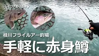 一日券3000円の手軽に赤身鱒が釣れる釣場 #桂川フライルアー釣場 #甲斐サーモン #ニジマス #管釣り #fishing 2026年1月28日