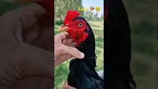 Aseel murgh Love's 💕😘 pets lovers#zooland #aseellovers#worldwideanimals#animals#tigerlion🐓🐓🐓