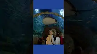 SEA LIFE Aquarium - Dive Into Discovery!