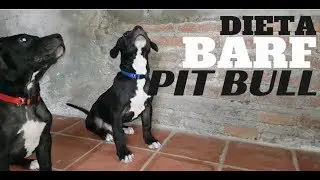 Dieta Barf Cachorro Pit Bull