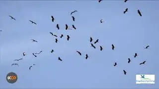 Birds Bees and Business
