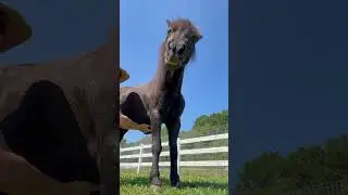 Neglected horse is rescued from living in the woods alone