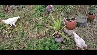BUDIDAYA AYAM SUSTEM UMBARAN