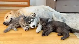 Kittens Refuse to Sleep Without Snuggling Between Their Favorite Dogs!