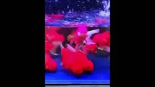 Gold Fish Tank