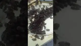 Sakarikou beekeeping from Greece