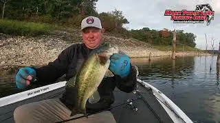 Fall Bass on a K Stick Senko at Mark Twain Lake