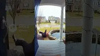The Pond Fights Back 😂💦 #bloopers #instantfails #doorbellcam #hoa #karma #karen #karencaught