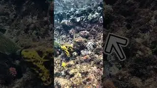 This is why we don't touch anything in the ocean.. #snorkeling #freedivinglife