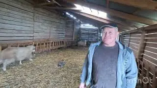 Fermă de Oi Bala a DL Sandor din Maiad .Mures