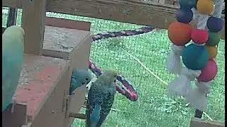 Evening Aviary stream - New Aviary and Birds