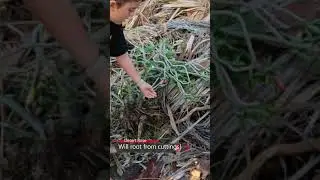 We found several free discarded Desert Rose plants in the trash
