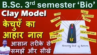 Clay Model: Alimentary canal of Earthworm🪱🪱🪱By Anand sir