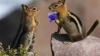 Alvin and the Chipmunks - DDLJ - Tujhe Dekha Toh