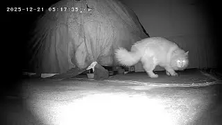 December 21, 2025 A White Fluffy Cat, a NEW one! Help us out please!  See Description