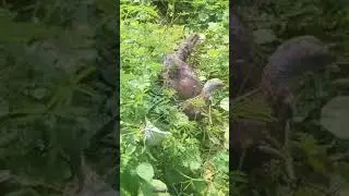 Turkey birds Eggs laying on jungle।#shorts