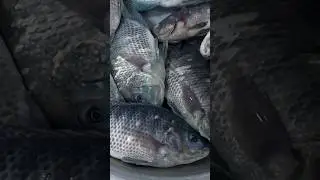Tilapia Fish - 
