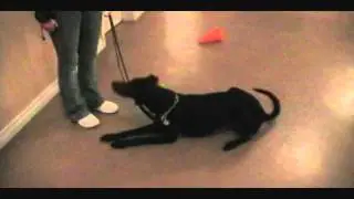 Advanced Classes @ In Dogs We Trust in London Ontario