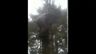 ELUSION CAMO LEE DUFRESNE RECORD TIME TREESTAND SET UP