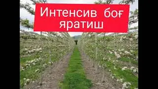 Интенсив боғ яратиш  5 қисм