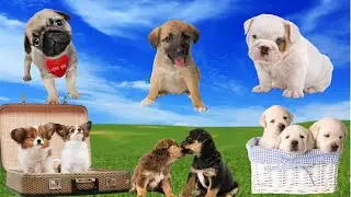 Кучиња | Dado | Puppies | Домашни Миленици | Мали Кучиња | 10 Минути Мали Кученца