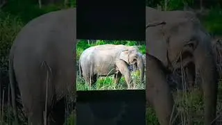 Asian Elephant Sound Effects