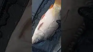 German Lane Fishery Aug25 - MpeaceFishing 