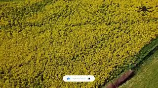 Golden Bloom: Beautiful Yellow Flowers in Nature