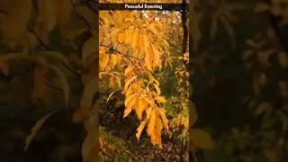 Quercus imbricaria | #shorts #autumn #satisfying | @Peaceful Evening