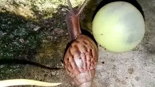 Snails run smoothly at night. 