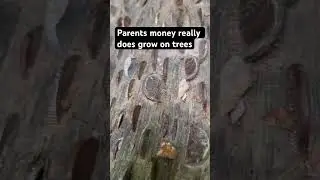 Money really does grow on trees #money #shorts #viral #tree
