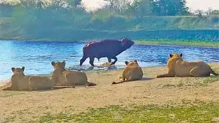 BUFFALO THINKS HE CAN SNEAK PAST 23 LIONS