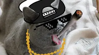 The Marvelous Kitten Rap Battle (Official Music Video - Parody)