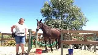 Clicker Training Horses - Getting Started