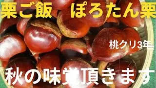 栗ご飯いただきます。旬の料理最高です。ぽろたん栗大粒です。青パパイヤ