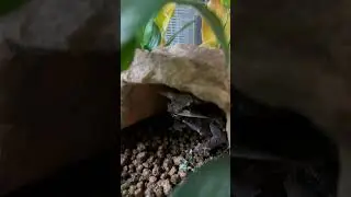 ミツヅノコノハガエル　 Long nosed horned frog   Megophrys nasuta　#shorts #shortsvideo