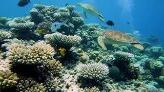 🌊 Underwater Paradise 4K &ndash; Beautiful Aquarium Fish with Relaxing Music for Sleep & Stress Relief