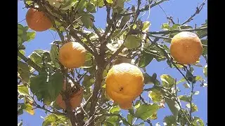 When life gives you lemons...