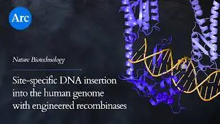 Site-specific DNA insertion into the human genome with engineered recombinases