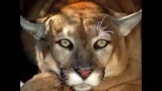 Big Cat Diary theme 3x
