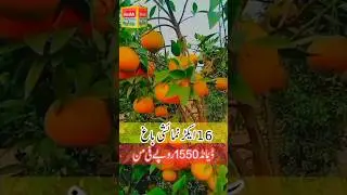 Pakistan famous kinnow orange #farms #orange #orange_time #citrus #citrus