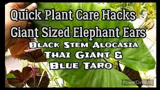 How to Grow: Giant Elephant Ears Plant (Alocasia 'Black Stem' Thai Giant / Blue Taro (Hacks & Tips)