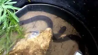 Amphiuma eating a muscle.
