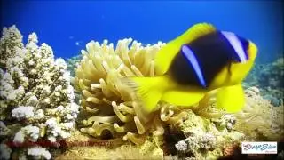 Diving with DeepBlueDive Center