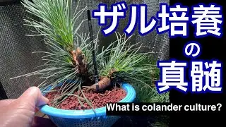 #8黒松ザル培養の真髄を知る！！/ The essence of colander culture